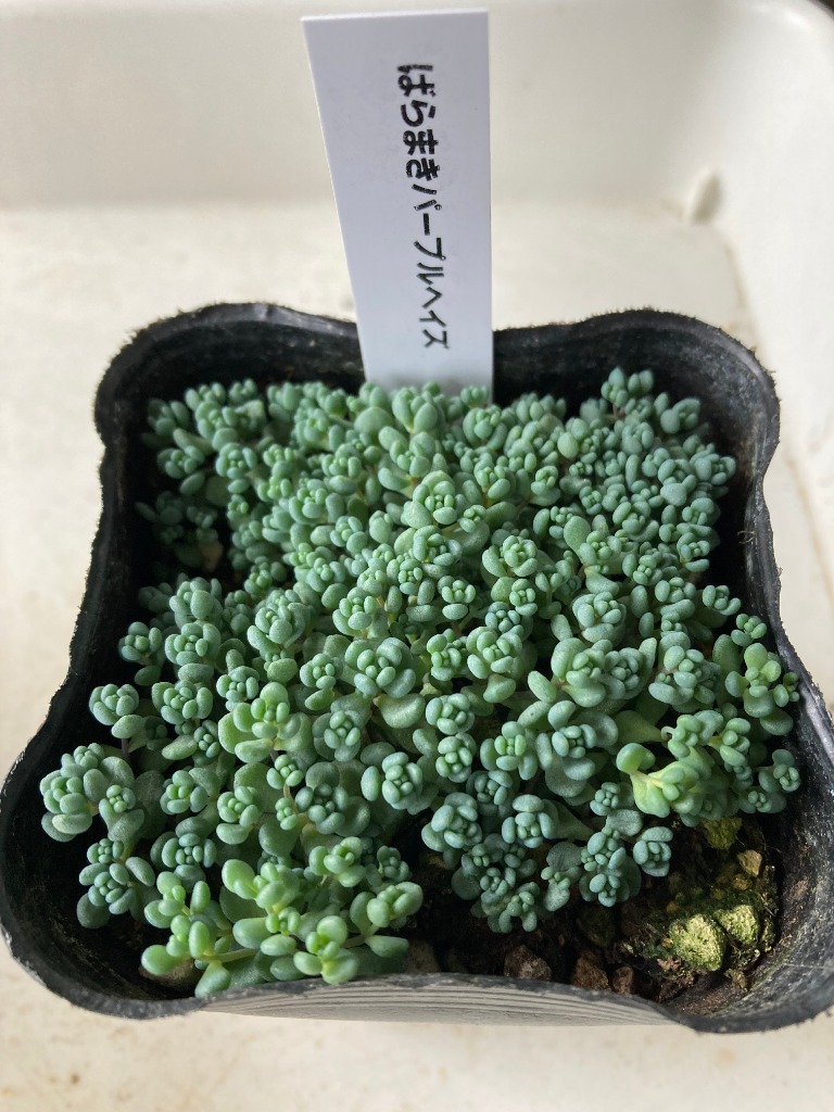 日本花キ流通 多肉植物 seセダム ばらまきパープルヘイズ セダム 日本花キ流通 多肉植物 seセダム ばらまきパープルヘイズ セダム