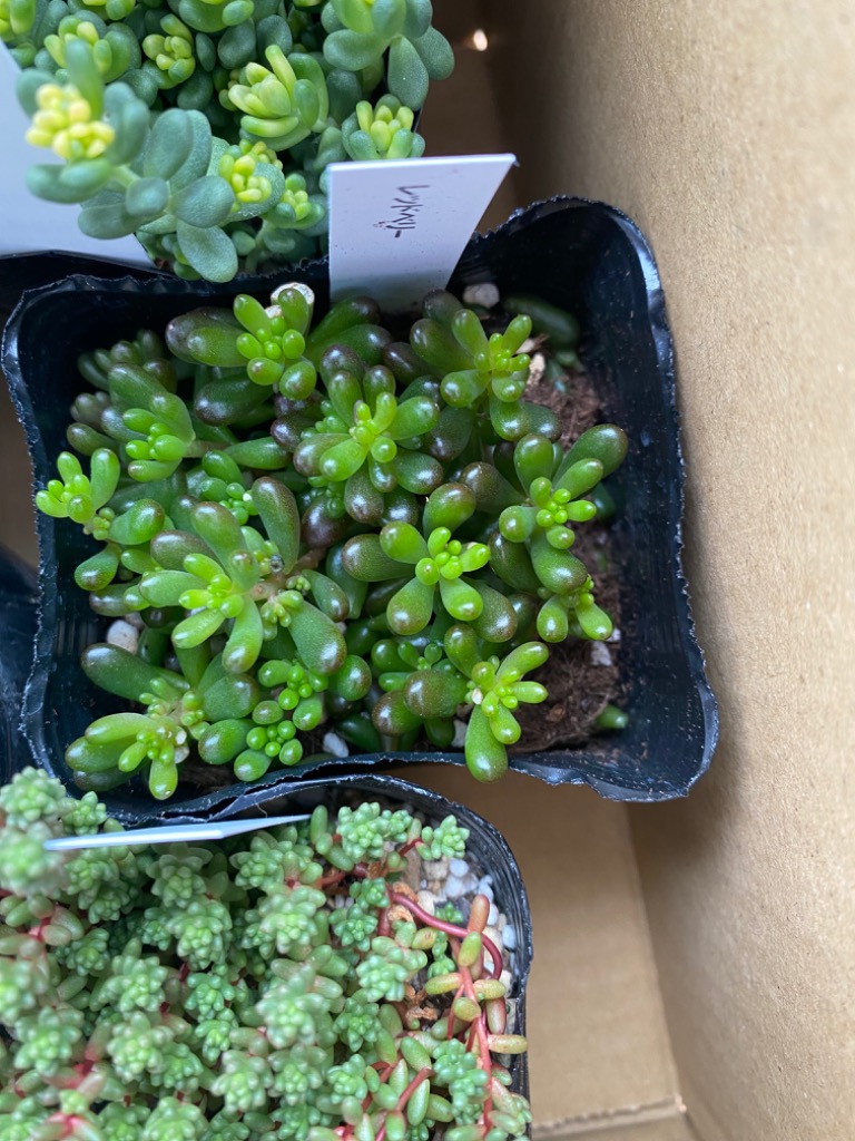 日本花キ流通 多肉植物 seセダム レッドベリー 多肉植物 セダム 9cm