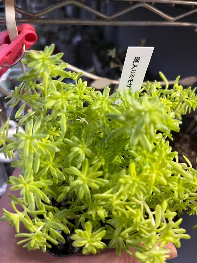 日本花キ流通 多肉植物 seセダム 斑入りミモザ 多肉植物 セダム 9cm