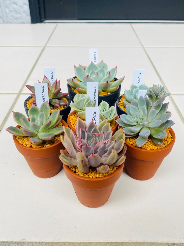 日本花キ流通 多肉植物 hxエケベリア プロリフィカ×レッドエボニー