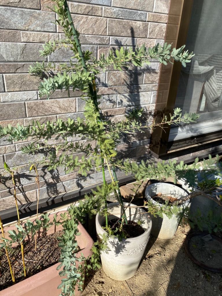 日本花キ流通 アカシア ミモザアカシア 9cmポット 庭木 苗木 花木