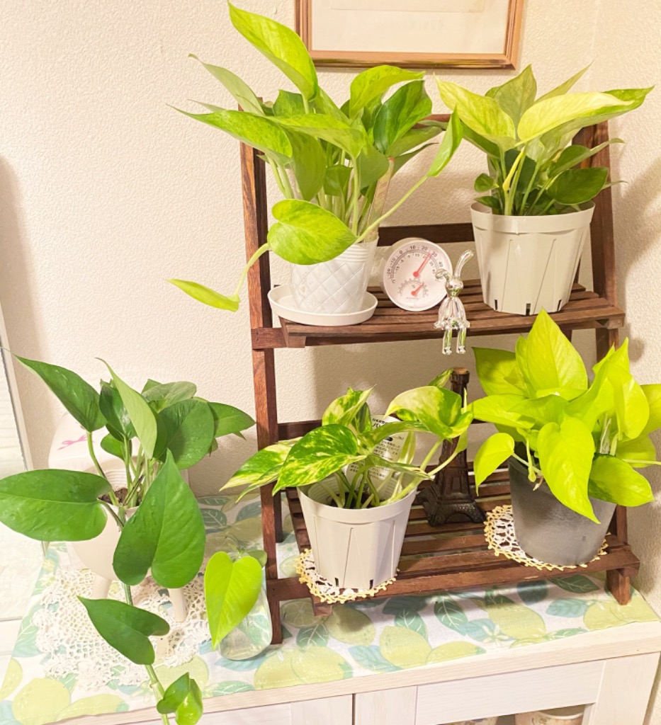 観葉植物 ポトス テルノ No.013 リンダ 小型 小さい 室内 贈り物