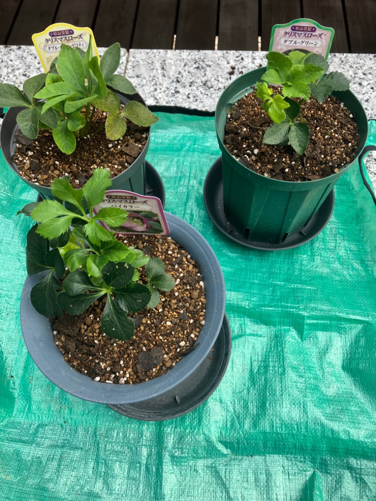 クリスマスローズ苗 ダブル イエローピコティ 杉山交配 9cmポット