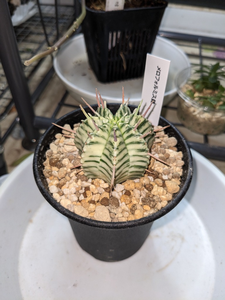 日本花キ流通 多肉植物 sdユーフォルビア メロフォルミス錦 7.5