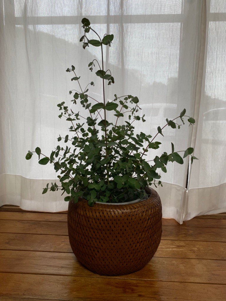 日本花キ流通 ユーカリ 苗 グニー 6号鉢 送料無料 観葉植物