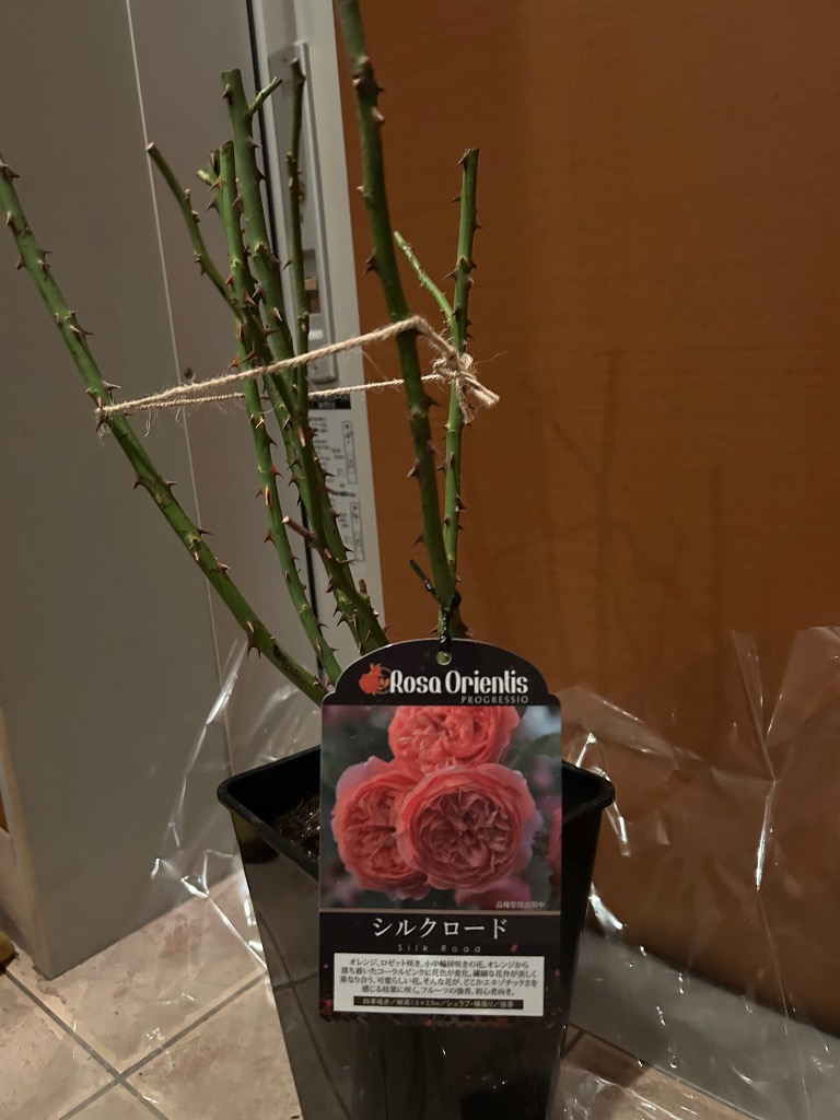 予約販売 バラ苗 バラ大苗 ロサ オリエンティス シルクロード 品種登録