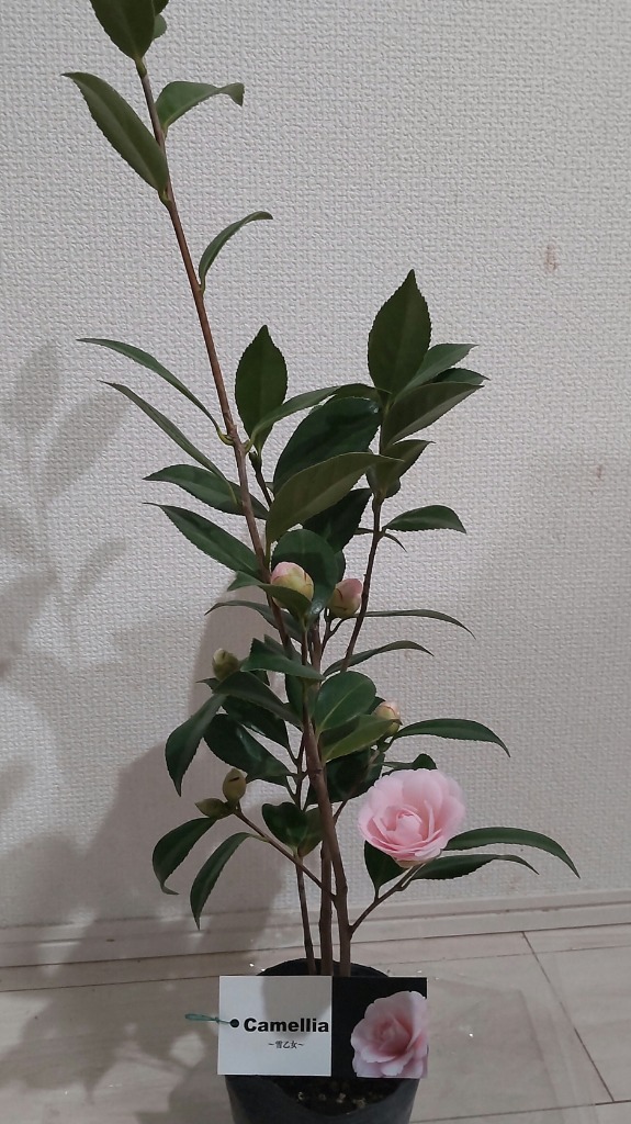 椿 楽天市場】2025年乙女椿 椿 寝巻苗 150センチ前後【椿苗庭木】千