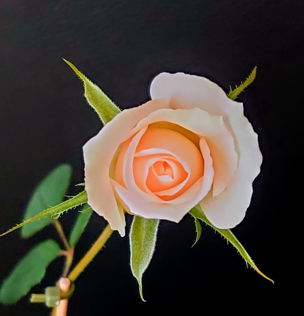 予約販売 ミニバラ 桃香 3号ポット 四季咲き 強香 香り バラ 薔薇 バラ