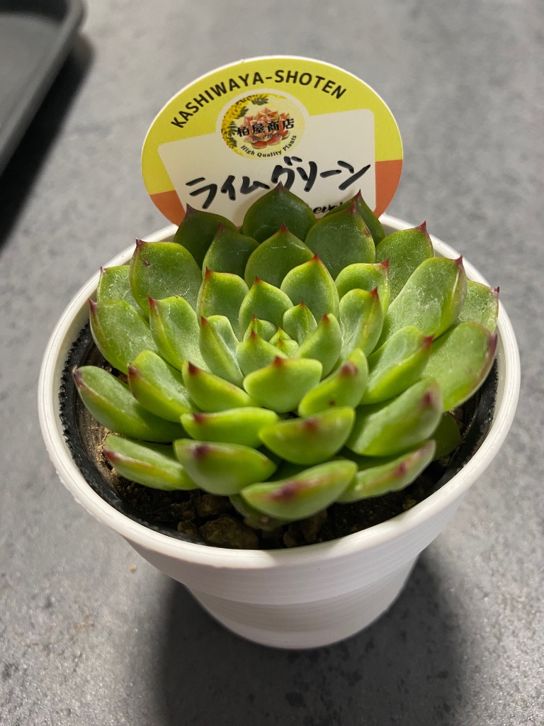 多肉植物 kswエケベリア ライムグリーン 柏屋商店さん苗 エケベリア