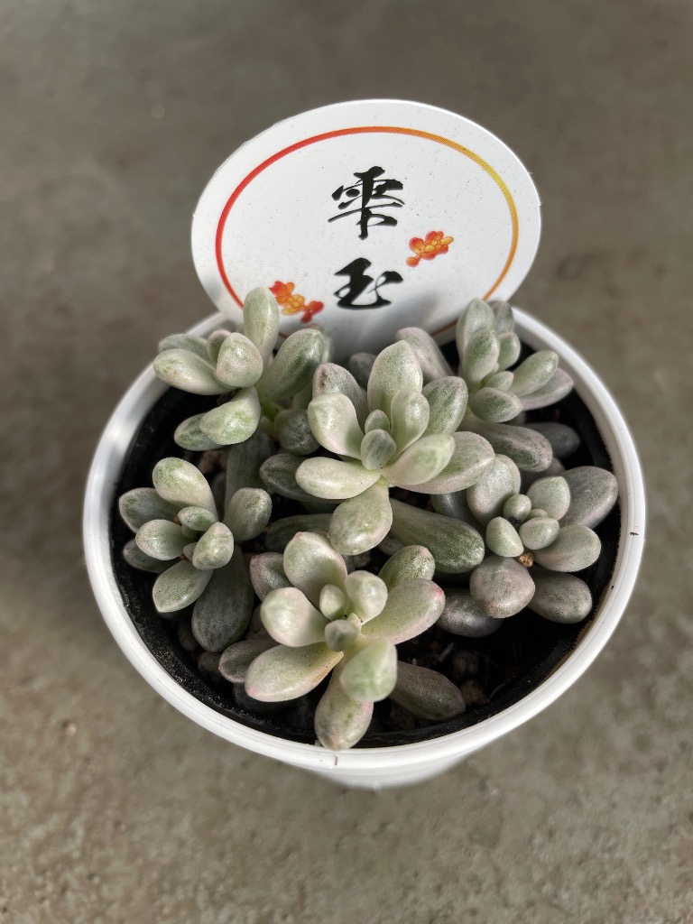 日本花キ流通 多肉植物 seセダム 雫玉 しずくだま セダム 斑入り 錦