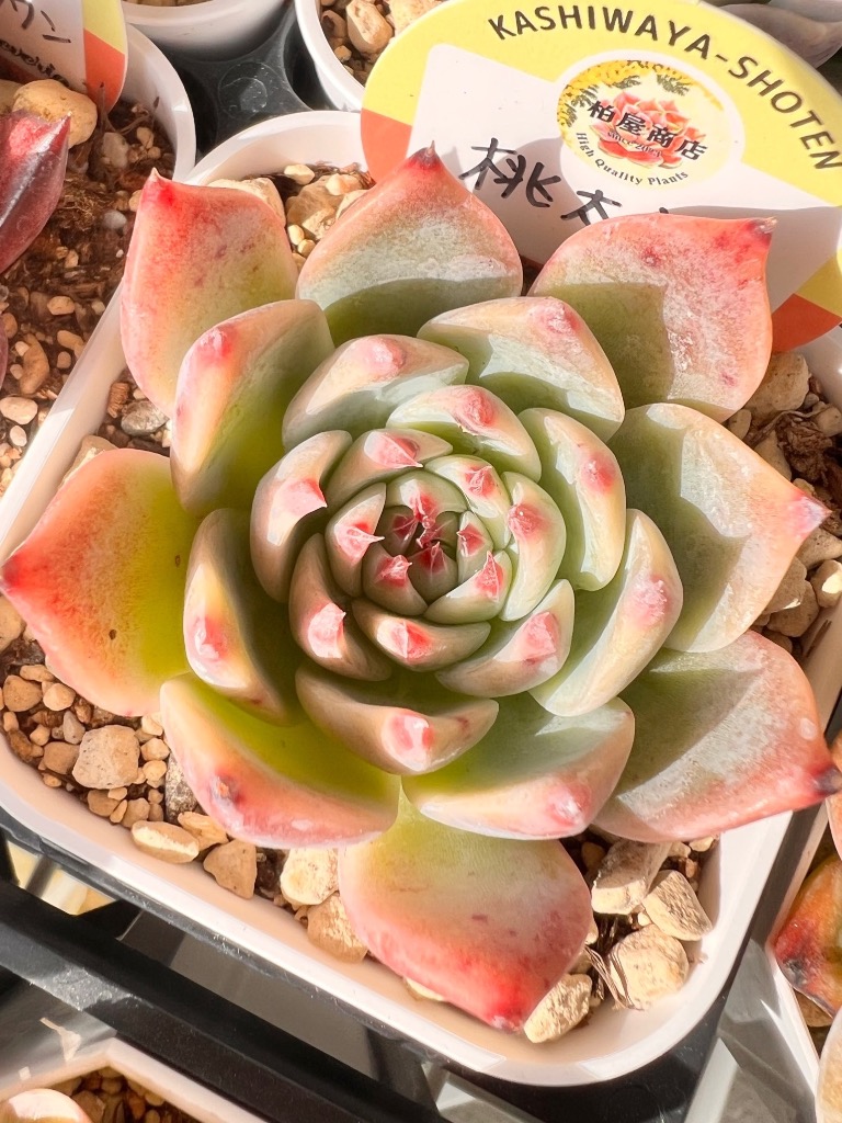 多肉植物 kswエケベリア 桃太郎 柏屋商店さん苗 エケベリア 6cm