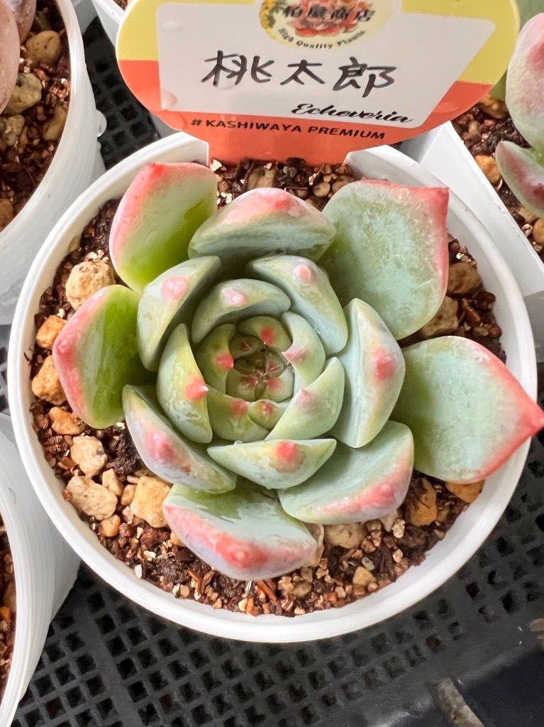 多肉植物　桃太郎　6cmポット 多肉植物 桃太郎 6cmポット