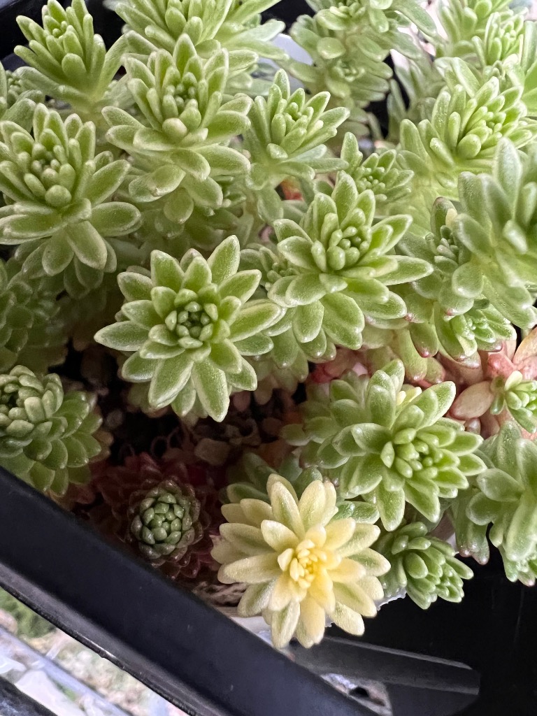 日本花キ流通 多肉植物 sbセダム 斑入りモリムラマンネングサ セダム