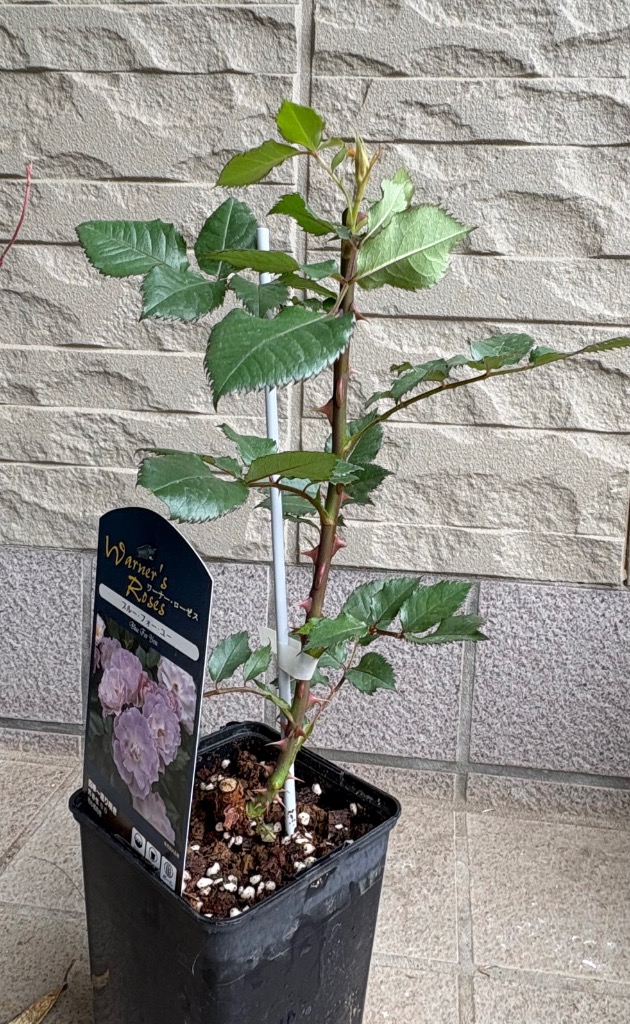 まもなく締め切り】 予約販売 バラ 苗 新苗 ワーナーズローゼス ブルー