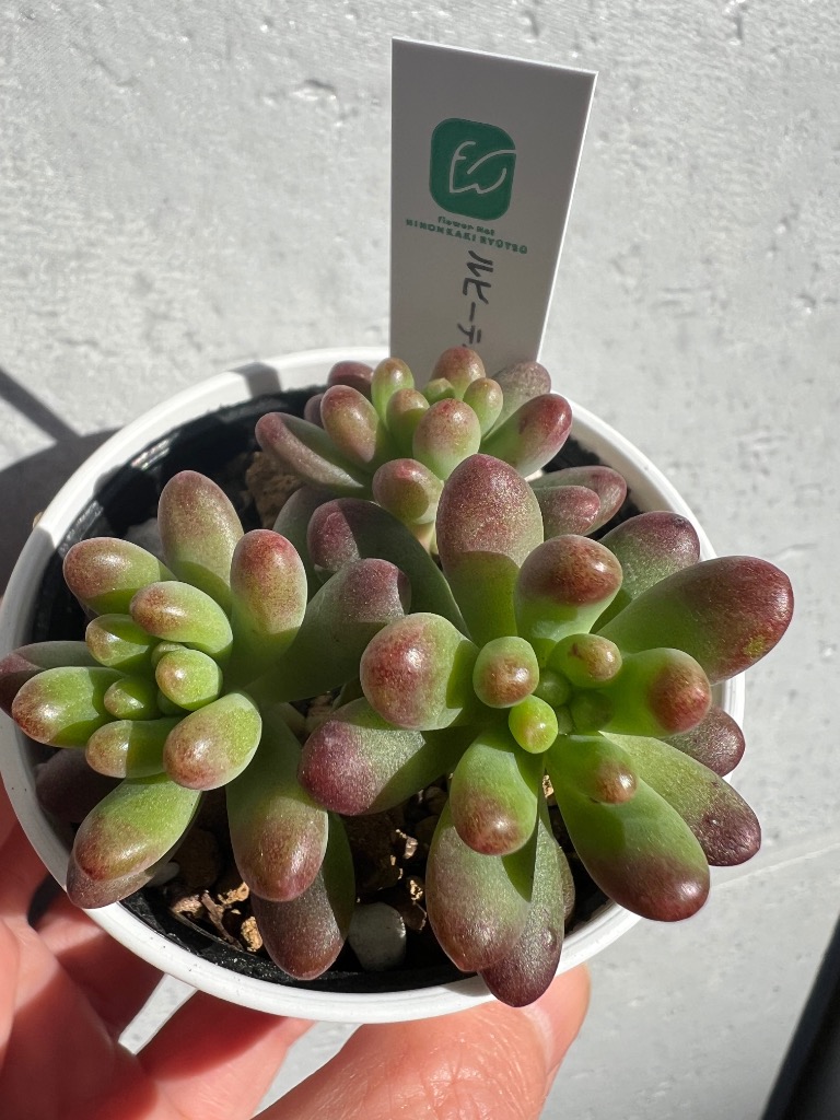 日本花キ流通 多肉植物 hmセダム ルビーティント多肉植物 セダム 6cm