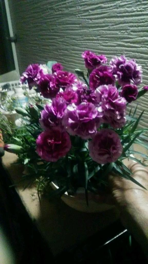 9件目のレビュー画像 | 2