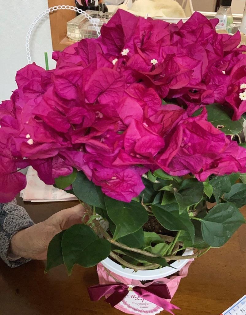 誕生日 お祝い プレゼント 花 ブーゲンビリア 鉢植え ブーゲンビレア 鉢植え 5号鉢 ギフト 色が選べるブーゲンビリアの鉢植え 5号鉢