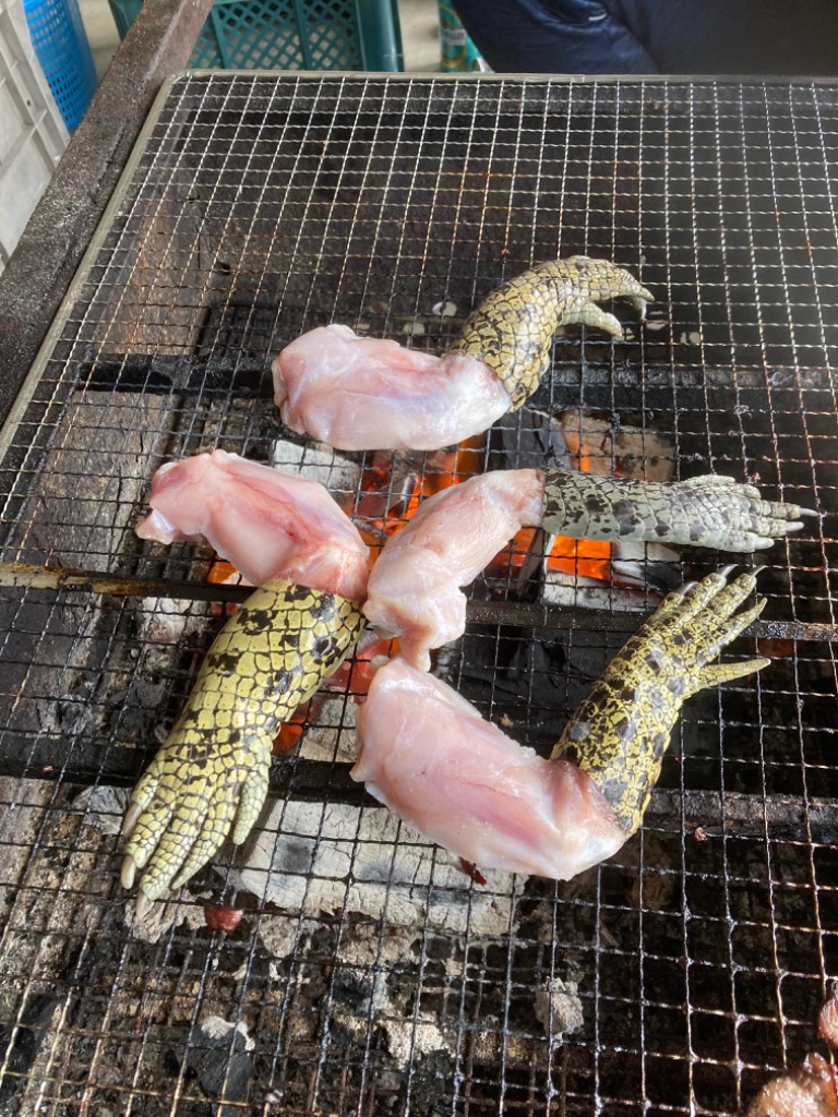 ワニ肉 ワニ手羽 5〜6本 合計500g クロコダイルミート きたない ワニ肉 ワニ手羽 5〜6本 合計500g クロコダイルミート きたない