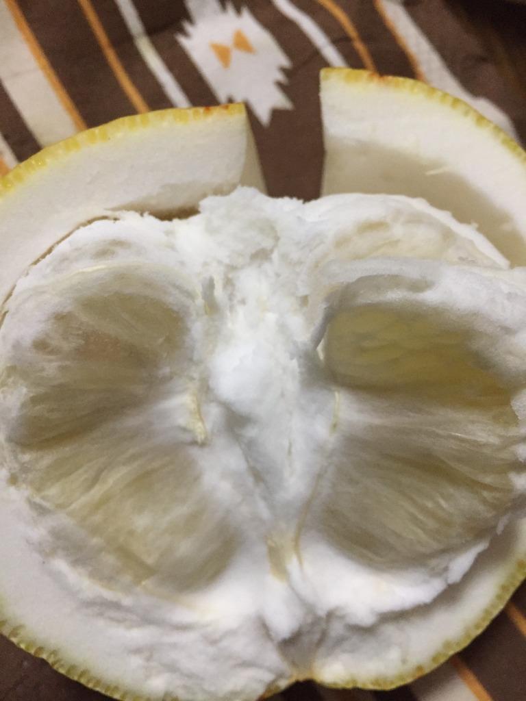 パール柑 5kg 箱込 (内容量4kg+不良果補償分500g) 文旦 みかん