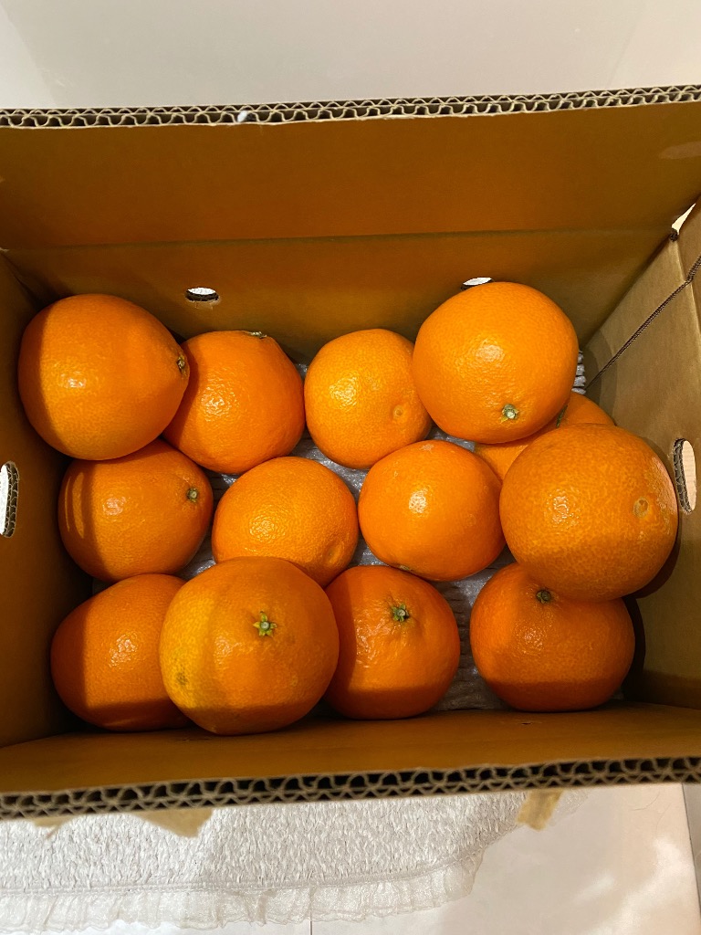 紅まどんな規格外 あいか 5kg S〜4Lサイズ 大きさおまかせ 訳