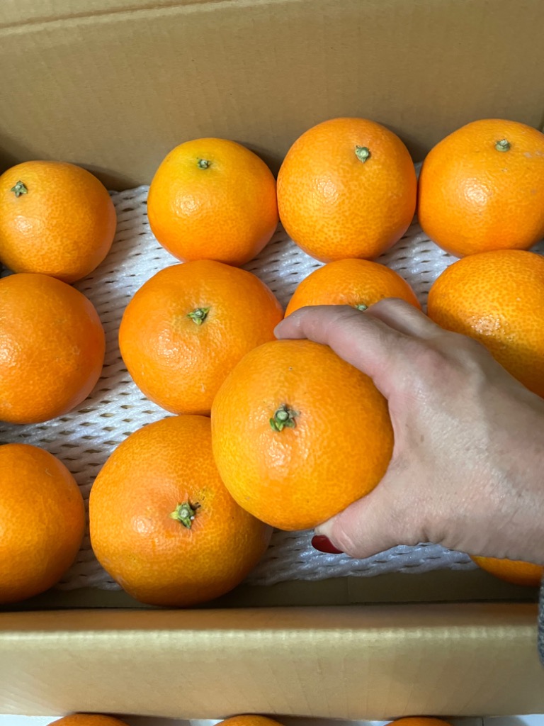 1304愛果 まどんな 家庭用 10kg (紅まどんな) 楽天市場】紅 ま どんな 10kgの通販
