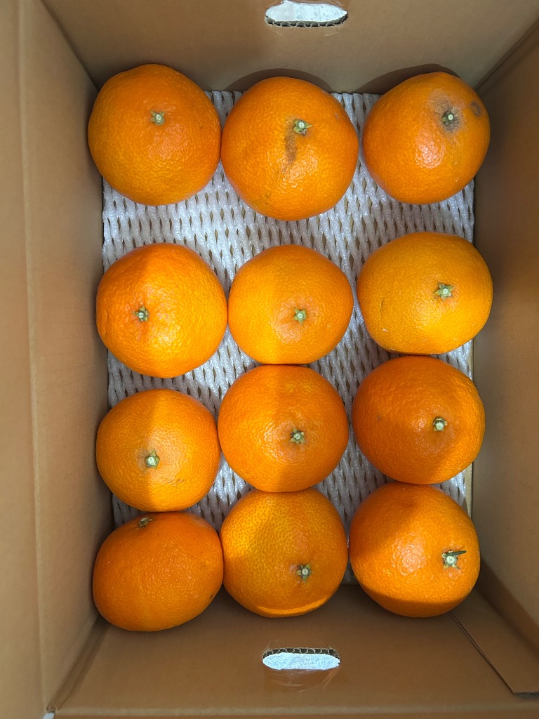 紅まどんな規格外 あいか 5kg S〜4Lサイズ 大きさおまかせ 訳