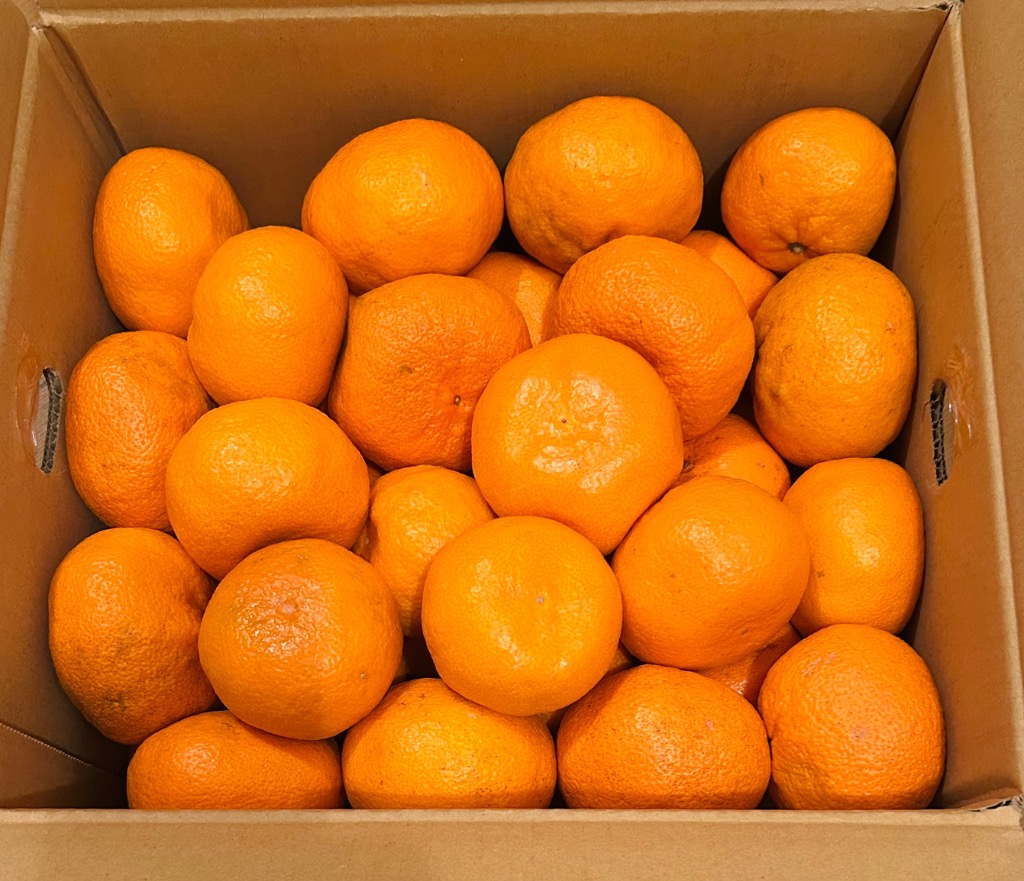 大玉 愛媛 温州 みかん 10kg 2L玉以上 訳あり フルーツ 愛媛県産 送料