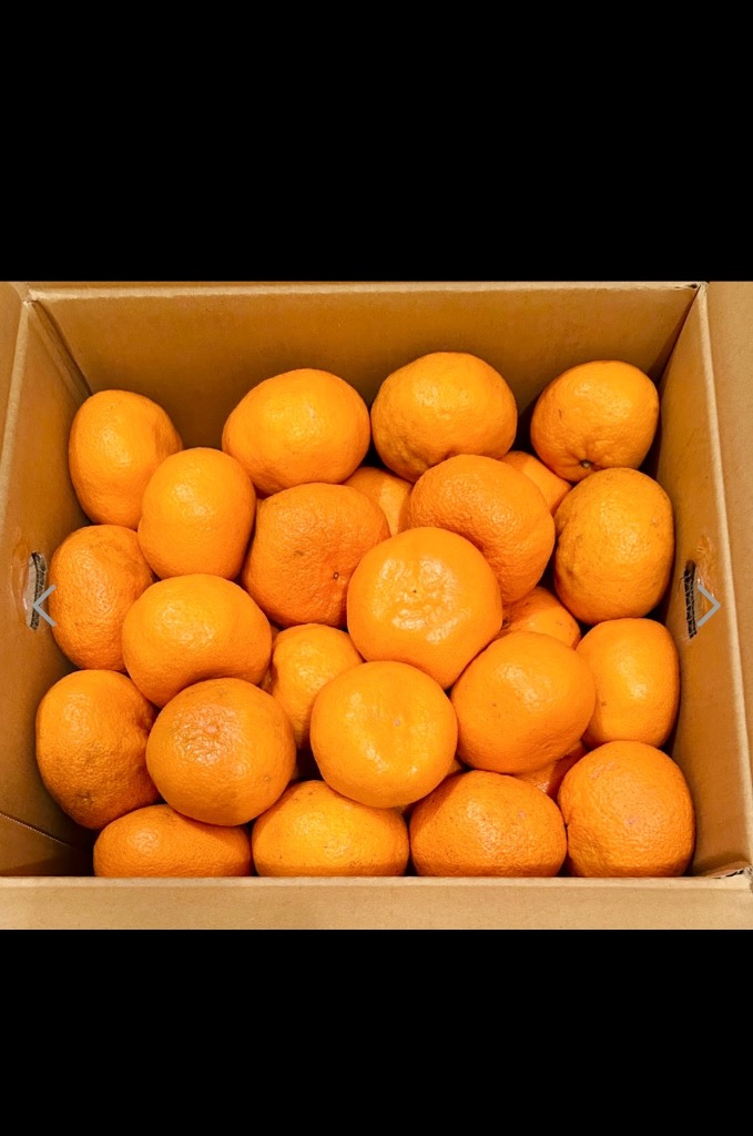 ⑥温州みかん 樹熟大坊みかん 優品(家庭用傷あり)2Sサイズ10kg kijyukumikan_01.jpg