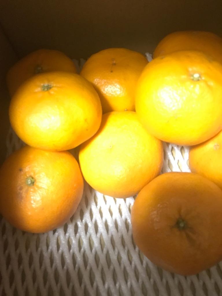みかん 甘平 愛媛県産 かんぺい キズキズ 送料無料！ 訳あり ご