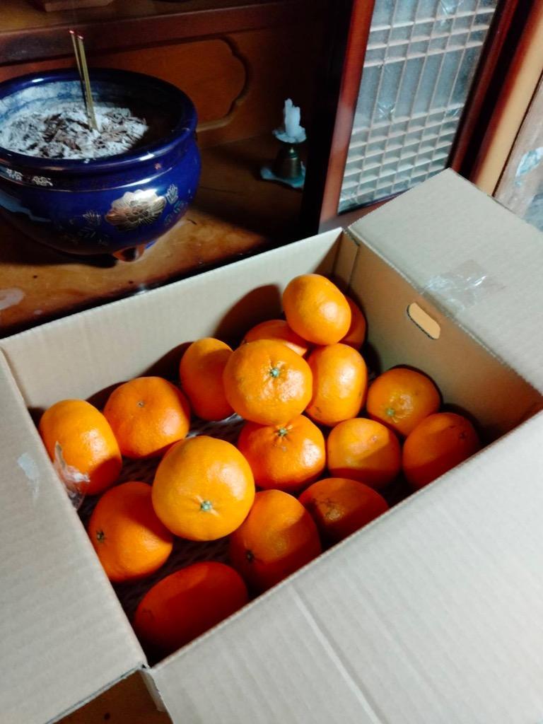 あんずページ 甘平 家庭用 甘平 | みかん産直 南の果樹園ニュウズ