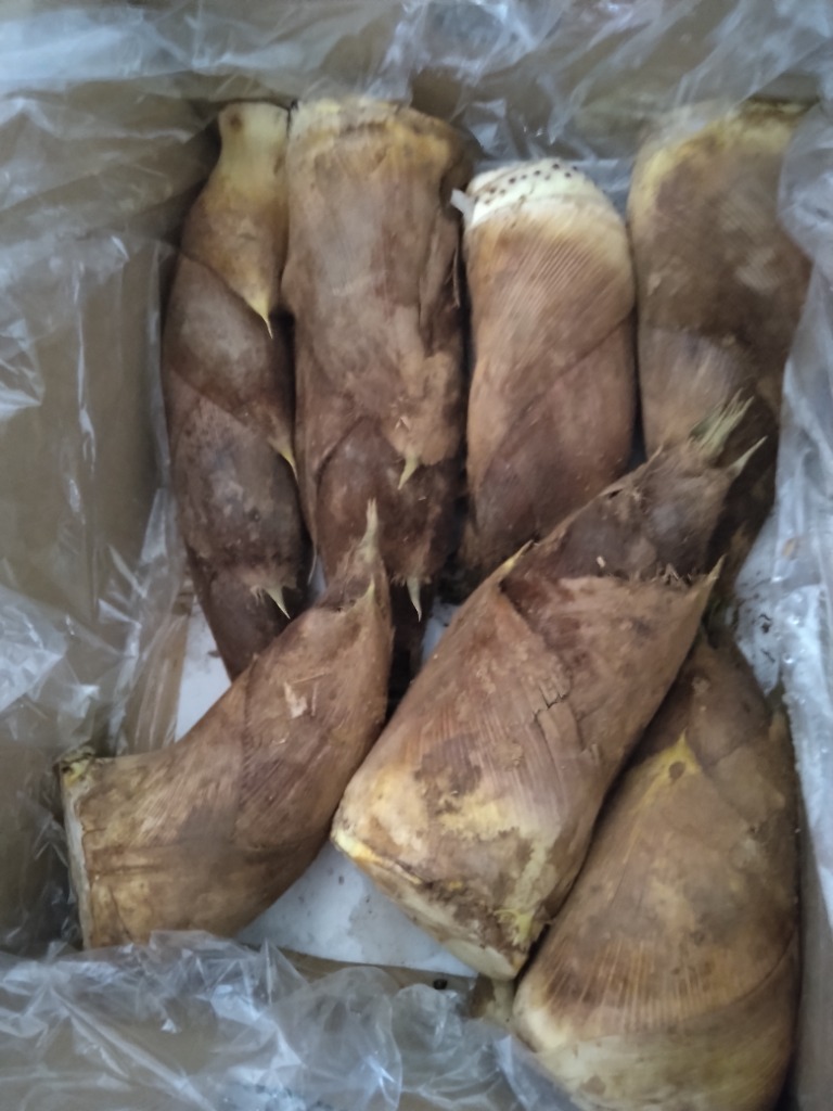 たけのこ 生竹の子 愛媛産 朝掘り筍 送料無料 約3kg 大きさ