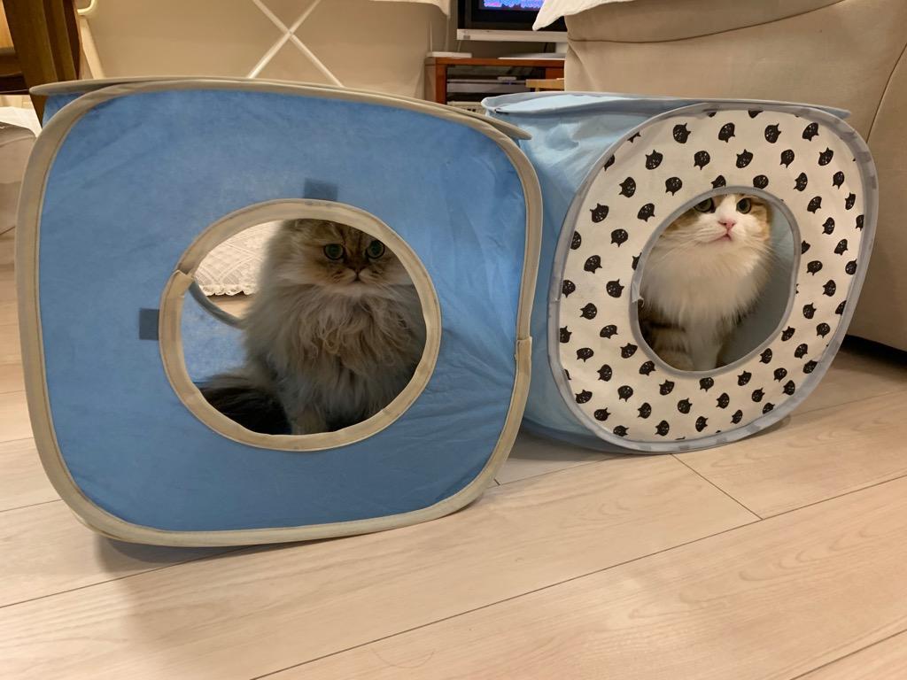 猫 おもちゃ トンネル テント ドーム型 ベッド ハウス 折りたたみ 
