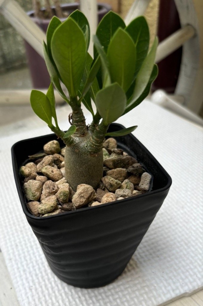 数量限定】一部地域送料無料 選べる品種 アデニウム 3号 / 観葉植物
