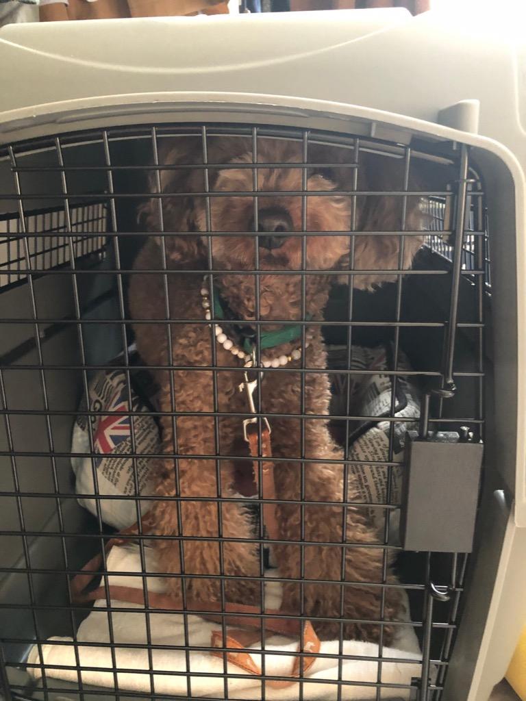 Petmate バリケンネル キャリー クレート 両開き 小型犬 中型犬