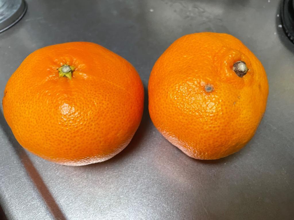 4件目のレビュー画像 | 2