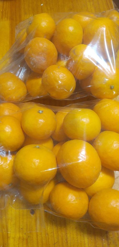 1kgからの量り売り訳ありカラ・マンダリン 初夏に食べれる温州