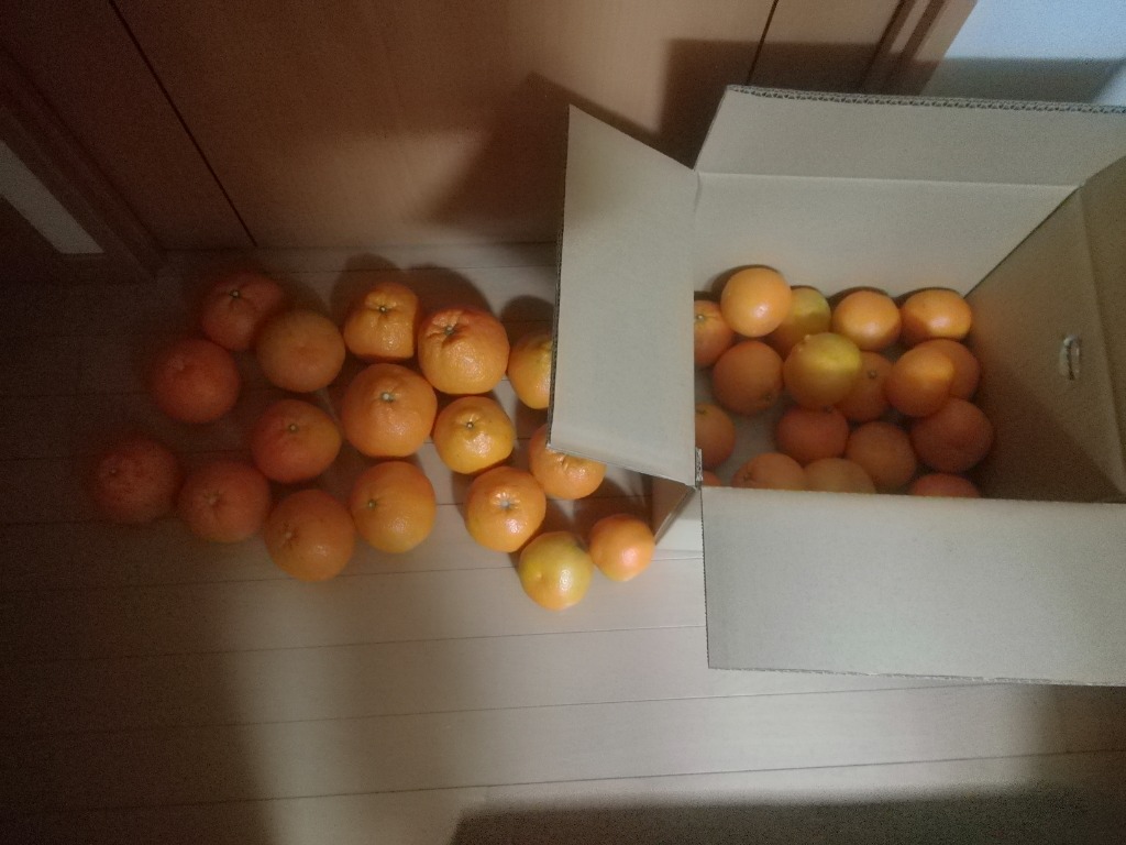 Amazon.co.jp: いよかん 10kg 訳あり・不揃い 伊予柑 愛媛県産