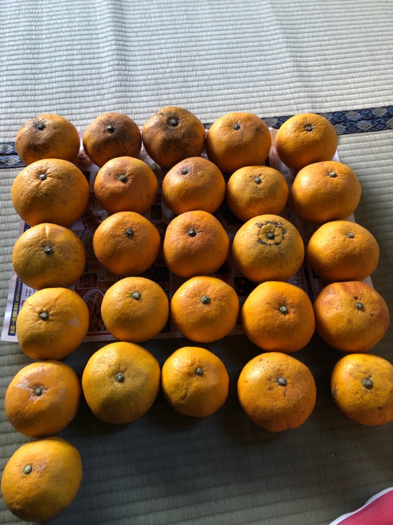 訳あり甘夏 10kg 送料無料 訳あり 不揃い 2セット御購入でお得な