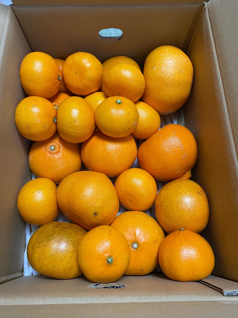 訳ありせとか5kg（訳あり・不揃い）産地直送！送料無料 愛媛県産
