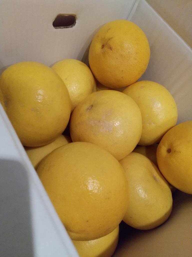 土佐文旦 秀品10kg2L 送料無料 20〜22玉 : フルーツショップ