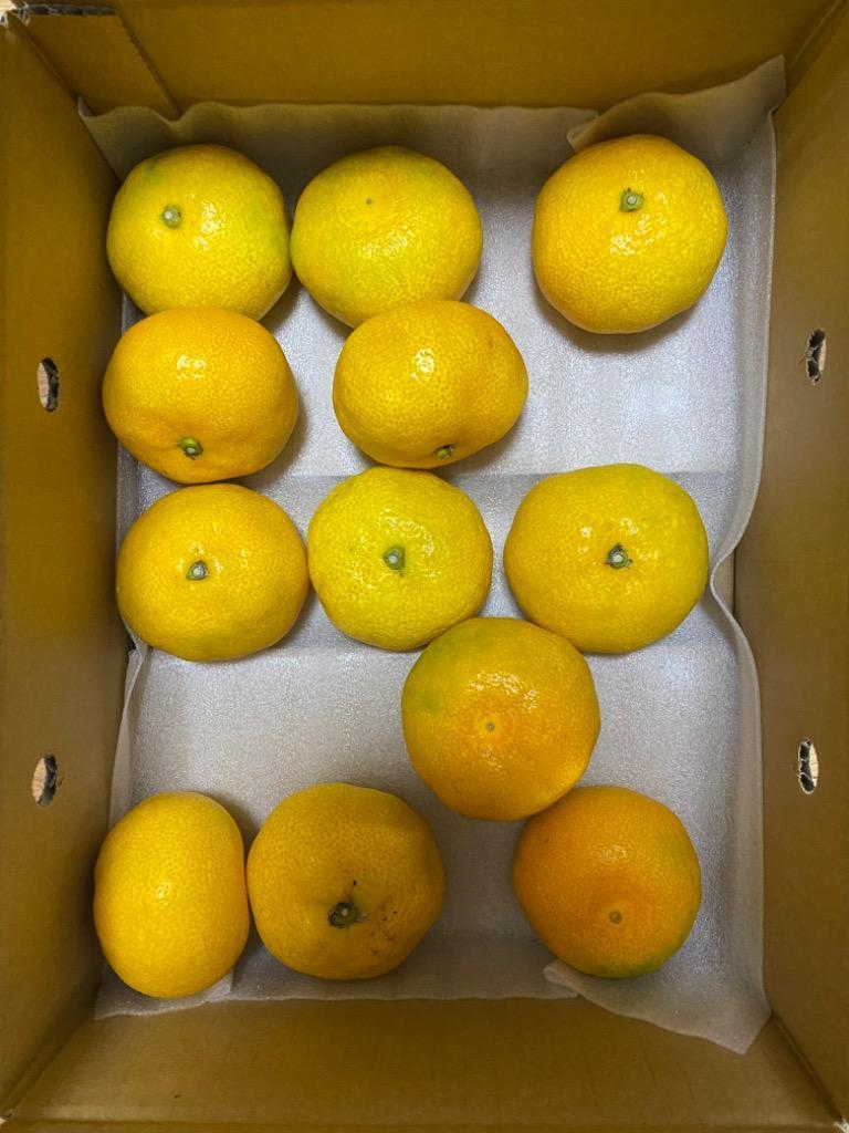 愛媛県産 訳ありハウスみかん コンパクトBOX 約1.4kg 柑橘 みかん果物 通販