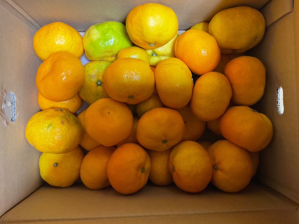 愛媛県産　ハウスみかん　5kg ハウスみかん5kg-贈答用 | のま果樹園
