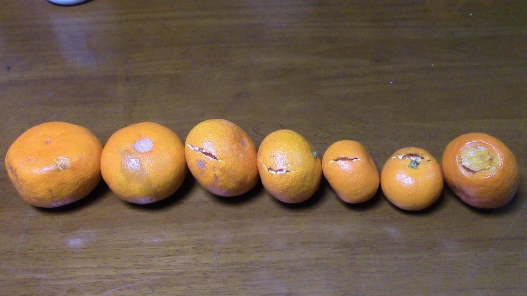 6件目のレビュー画像 | 1