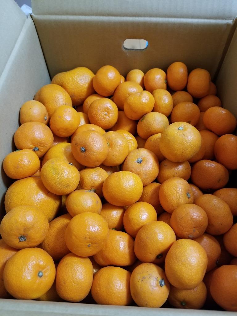 愛媛産 温州みかん10kg 送料無料 訳あり 大玉が多いですが、中には小玉、中玉も混ざります。 ご家庭用 産地直送 みかん 柑橘類 :iwaimikan10kg:フルーツショップサニー - 通販 - Yahoo!ショッピング 愛媛産 温州みかん10kg 送料無料 訳あり 大玉が多いですが、中には小玉、中玉も混ざります。 ご家庭用 産地直送 みかん 柑橘類 :iwaimikan10kg:フルーツショップサニー - 通販 - Yahoo!ショッピング