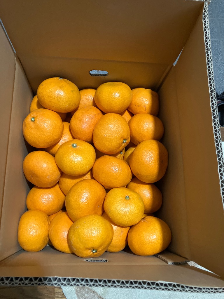 只今出荷中！愛媛産 ご家庭用春の 農家さんもぐもぐ 外なり訳