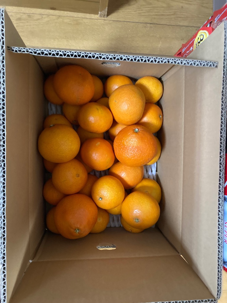 只今出荷中！愛媛産 ご家庭用春の 農家さんもぐもぐ 外なり訳