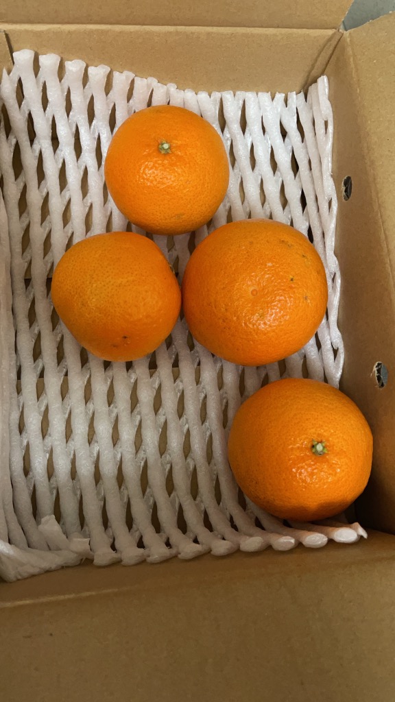 春の愛媛産 スイートまどんな(訳あり)1kg【2品で+1kg(3kgセット