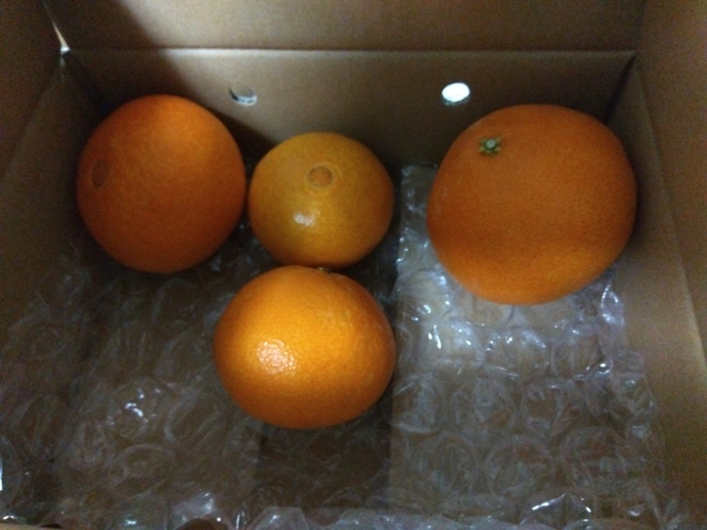 愛果28号 小玉（家庭用）10kg