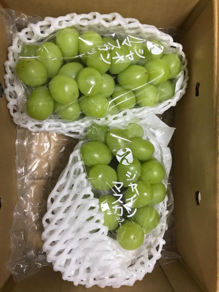 もぐもぐシャインマスカット 訳あり 約800g〜1kg(目安1〜4房) ご家庭用 送料無料 フルーツ 葡萄 ふぞろい 果物 旬 くだもの  :mogu-sain-1kg-2:フルーツショップサニー - 通販 - Yahoo!ショッピング