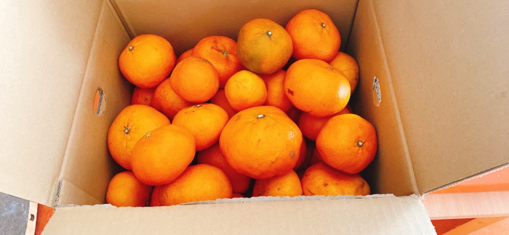 こと　甘平　10kg 酸っぱうま〜い♪愛媛産 特に訳あり甘平 10kg(+約0.5kg多め